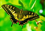 Swallowtail-Butterfly-picture.jpg