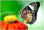The-Greatest-Butterflies-Photo-Collection-5.jpg