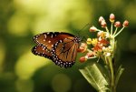 the-monarch-heard-museum-butterfly-exhibit.jpg