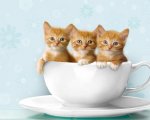 tea cup kittens.jpg