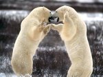 arctic polar bears.jpg