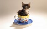 teacup kitten.jpg