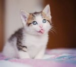 tongue kitten.jpg