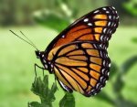 Viceroy_Butterfly.jpg