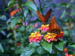 Vlinders-in-je-tuin-voorbeelden-3.jpg