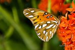 watching-nature-green-blog-benetton-1.jpeg