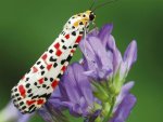 web-butterflies-pa.jpg