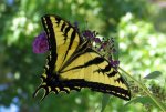 Western-tiger-swallowtail-JW.jpg