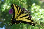 Western-tiger-swallowtail-JW.jpg