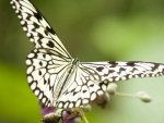white-butterfly-closeup.jpg