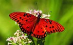 wonderwordz_butterfly_11.jpg