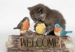 welcome cat.jpg