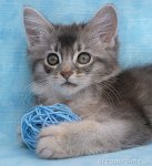 yarn kitten-1.jpg