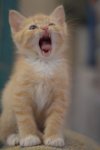 yawning kitten.jpg