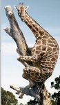 giraffe2.jpg