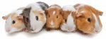 introducing-guinea-pigs.jpg