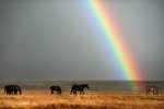 rainbow in horse field.jpg