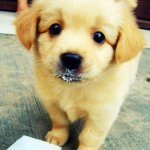 158937-dogs-cute-puppy.jpg