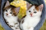 2 Kittens.jpg
