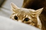 stalking-cat-byron-chin-flickr.jpg stalking-cat-byron-chin-flickr.jpg