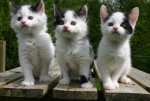 5-week-kittens.jpg