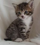 10-weeks-old-female-tabby-kitten-52c68dbc42919.jpg