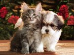149496161_Puppies_And_Kittens_Together_7_xlarge.jpeg