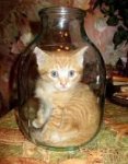 cat in a jar.jpg