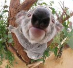 nosy-koala.jpg