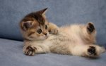 Cute-Kitten-kittens-16123796-1280-800.jpg
