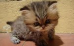 Cute-Kittens-49-Wallpaper-HD.jpg