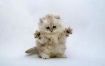 Cute-Kitten-Wallpaper-kittens-16094684-1280-800.jpg