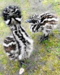 Emu-chicks..jpg