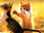 cute-kitties-the-kitteh-club-31363699-256-192.jpg