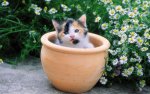 flower pot kitten.jpg