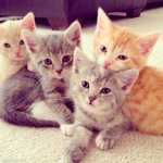 four kittens.jpg