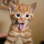 funny kitten.jpg