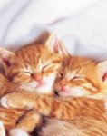 sleeping kittens.jpg
