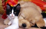 sleeping puppy and cat.jpg