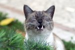 sneezing cat.jpg