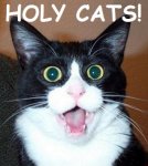 holycats.jpg