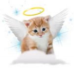 guardian-angel-kitten.jpg