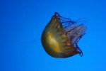 60812962.Jellyfish.jpg