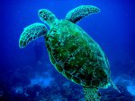 pictures of marine animals (17).jpg