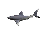 shark animation.gif