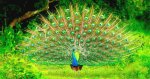 yala_peacock.jpg