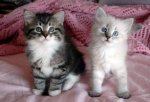 Adorable-Siberian-Kittens-for-adoption508ff9f75597e19dc4b7.jpg
