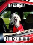 funny-road-rage-angry-blinker-dog-pics.jpg