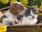 dog_cat_basket_taking_care_2273_1600x1200.jpg