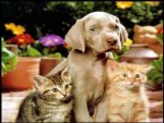 Dogs-and-Cats-dogs-vs-cats-13631912-1024-768.jpg